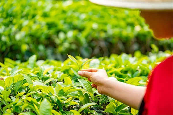 適切な植物を適切な場所に植える5つのルールと失敗例