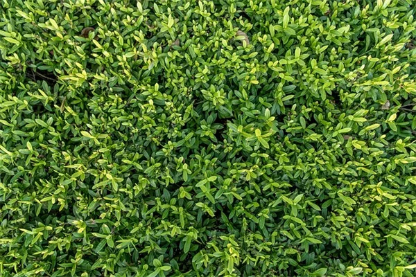 【厳選】蜘蛛植物の種類8選！人気品種の特徴と育て方のコツを徹底解説