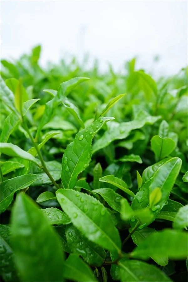 【保存方法】家庭菜園の収穫を無駄にしない！おすすめ食用植物8選