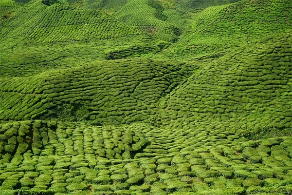 観葉植物の道具選びで失敗しない！必須7アイテムと注意点