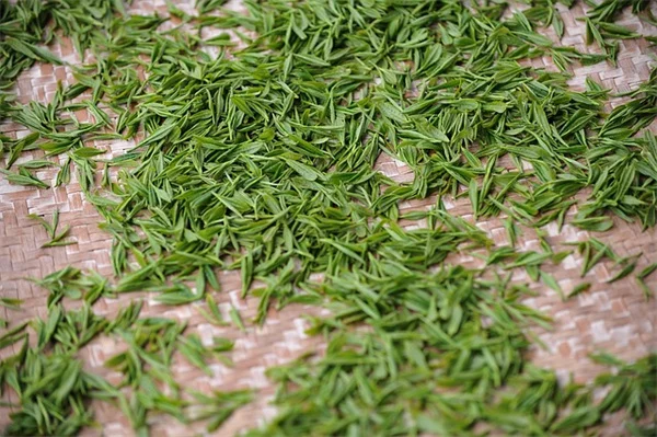フェネストレーション植物のおすすめ7種｜初心者でも育てやすい穴の開く葉