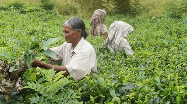 秋咲きワイルドフラワー10選｜10年選び続けた私が本気で選んだ手間いらずの品種たち